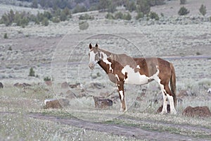 Wild Mare Heavy with Foal