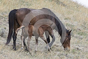 Wild mare with young colt