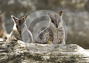 wild mareeba rock wallabies, mitchell river, Cairns, Queensland, Australia