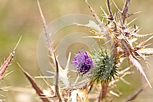 Wild Marian thistle flower