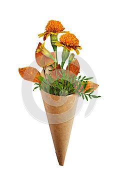 Wild marigold flowers and autumn leaves in craft paper cornet isolated on white