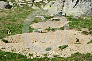 Wild marmots in the alpine meadow photo