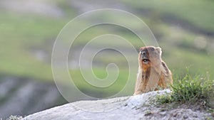 Wild marmots in steppe