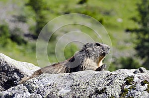 Wild marmotte photo