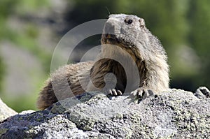 Wild marmotte photo