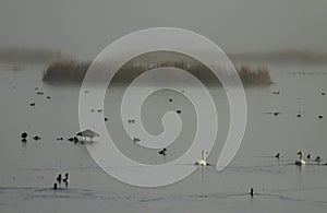 Wild Marsh Fog and Waterfowl