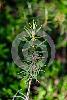 wild marsh labrador in forest