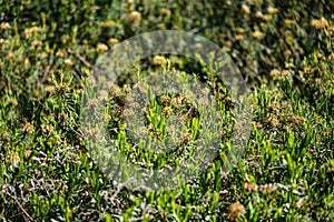 wild marsh labrador in forest