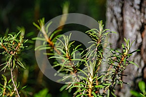 wild marsh labrador in forest