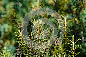 wild marsh labrador in forest