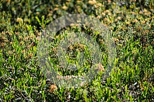 wild marsh labrador in forest