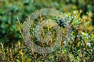 wild marsh labrador in forest