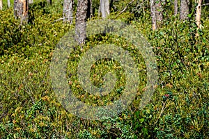 wild marsh labrador in forest