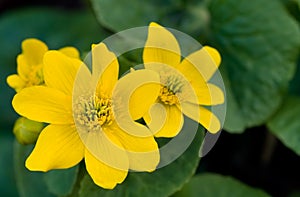 Wild Marsh Marigold flowers in the Spring photo