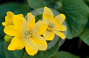 Wild Marsh Marigold flowers in the Spring