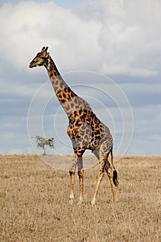 Wild Massai Giraffe roaming around the Serengeti in Tanzania