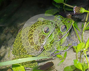 Wild Mating breeding pair of male and female barking tree frogs - Dryophytes gratiosus