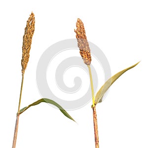 Wild maturing millet