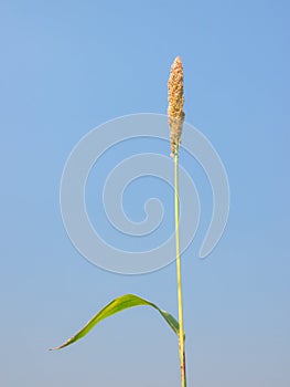 Wild maturing millet