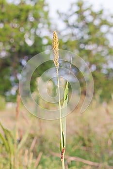 Wild maturing millet
