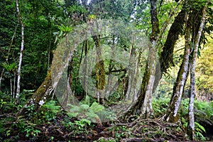 Wild Mayan jungle in the national park Semuc Champey Guatemala
