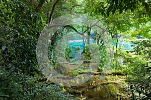 Wild Mayan jungle in the national park Semuc Champey Guatemala