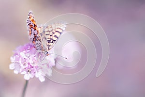 Wild meadow, butterfly and blooming flower nature macro. Pastel colors background with copy space. Soft focus