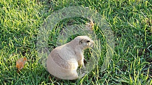 Wild meadow dog gopher in the natural habitat.