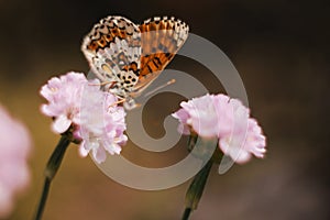 Wild meadow flower with butterfly on blurred nature background. Artistic image with pastel colors. Soft focus