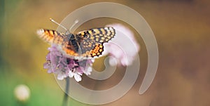 Wild meadow flower with butterfly on nature background. Gentle image with pastel colors. Soft focus