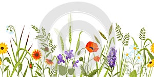 Wild meadow with flowers and herbs, spring botanical seamless border. Wildflower field with plants, ears and grass