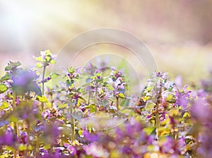 Wild meadow flowers illuminated by sunlight