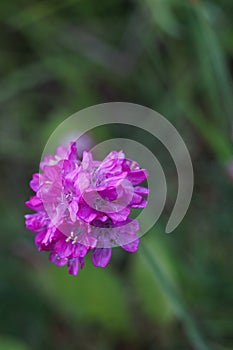 Wild meadow flowers photo