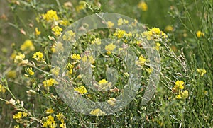 Wild meadow full of yellow medick or burclover