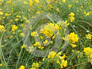 Wild meadow full of yellow medick or burclover. photo