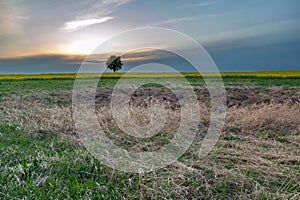 Wild meadow and a lonely tree on the horizon