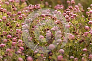 Wild meadow pink clover flower in green grass in field in natural soft sunlight. Clover Field in Sunset Light.