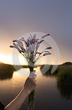 wild meadow pink flowers against the backdrop of a bright fiery sunset light in a female hand