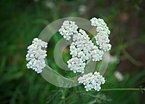 Wild meadow plant blooming with white flowers