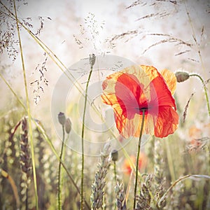 Wild meadow with poppy flowers, nature background.