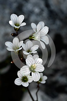 Wild meadow saxifrage flowers - Saxifrana granulata