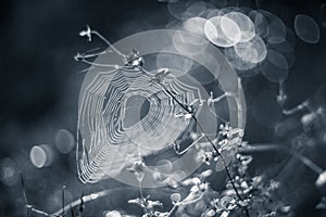 Wild meadow and spiderweb. Sunrise and dew drops covered