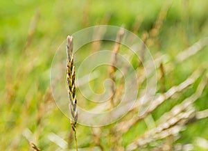 Wild meadow wheat