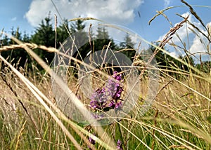 Wild meadow with wildflower and pine forest in the background
