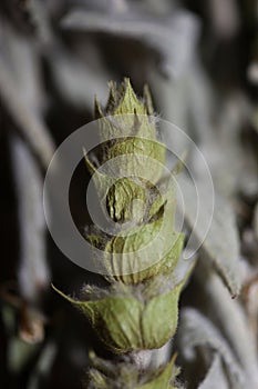 Wild medical natural mountain tea close up botanical backgrounds sideritis family lamiaceae big size high quality modern print