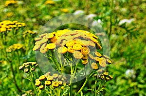 Wild medicinal plant tansy (lat. Tanacetum vulgare