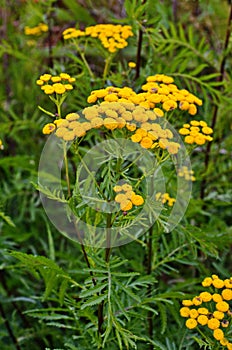 Wild medicinal plant tansy lat. Tanacetum vulgare