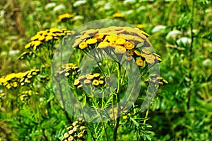 Wild medicinal plant tansy (lat. Tanacetum vulgare photo