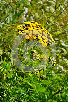 Wild medicinal plant tansy (lat. Tanacetum vulgare photo