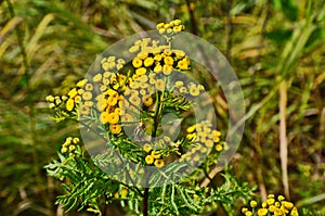 Wild medicinal plant tansy (lat. Tanacetum vulgare photo